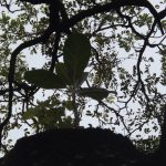 Un árbol trasciende su historia en los alrededores de la Biblioteca Nacional