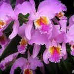 La Flor de Mayo está de cumpleaños