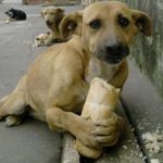 Fernando : Un perro de verdad, la infinita capacidad de amar